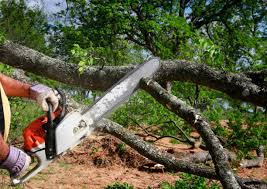 Best Tree Removal Services  in Taft, FL